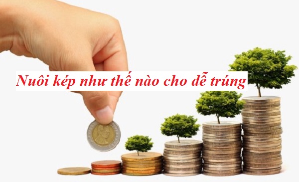 Nuôi kép như thế nào cho dễ trúng, lãi cao